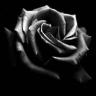 la rose